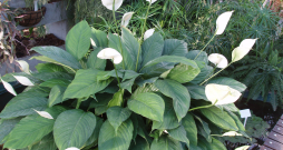 Spatifīla, Spathiphyllum wallisii.