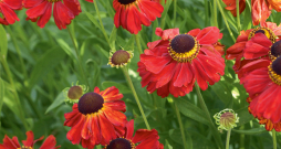 Helēnijas ‘Moerheim Beauty’.