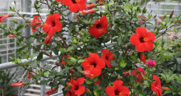 Obligāti apgriež ziedējušos hibisku (Hibiscus rosa-sinensis) jeb Ķīnas rožu zarus.