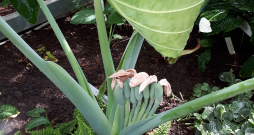 Kolokāzija, Colocasia gigantea.