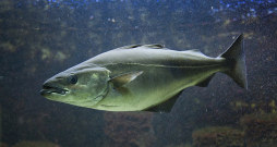 Akmeņaini krasti, oļaina gultne, dziļākas ieplakas, kuras nenosusina bēgums, – šādās vietās saidas labprāt pulcējas baros. Vien – tās meklēt būs jādodas ārpus Latvijas.
