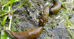 Spānijas kailgliemeži (Arion lusitanicus).