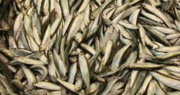 Brētliņas.