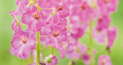Violetais deviņvīruspēks.