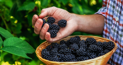 Kazenes ne tikai ir garšīgas, bet arī veselīgas – tās satur A vitamīnu, kalciju, kāliju, magniju, varu un dzelzi.