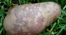 Sudrabainais kraupis.