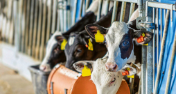 'CowManager Youngstock' sensori. 