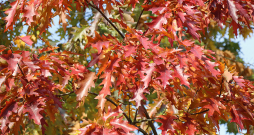 Rudens. Rudens.