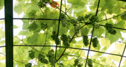 Ar vīnkoku apaudzēta pergola.