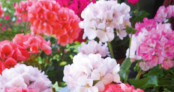 Vislabāk ziemu pārlaiž parastās jeb stāvās pelargonijas.