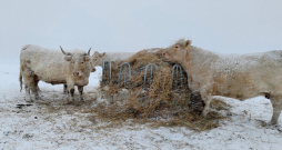 Ilustratīvs attēls. Ilustratīvs attēls.