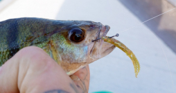 Hogy Shrimp taustekļi asari burtiski nobur.
