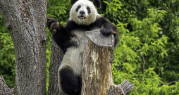 Droši, ka fotogrāfi zina, kurās stundās jānāk raudzīt pandas, lai tās būtu jautras un kustīgas.