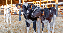 'SenseHub® Dairy Youngstock' krotālijas, kas izstādē saņēma vienu no sudraba medaļām..