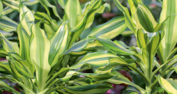 Dracēna izstaro pozitīvu enerģiju un palīdz veidot labas attiecības.