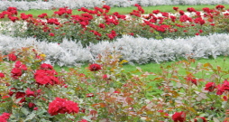 Sudrablapu krustaines stādījumos lieliski sader ar rozēm..