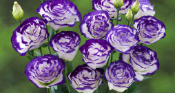 Lizantes 'Arena Purple Piccote'.