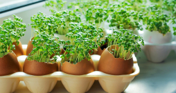 Mikrozaļumi. Mikrozaļumi.