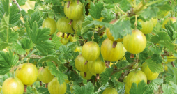 Ērkšķogas.