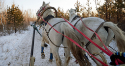 Ziemas izjāde kamanās.