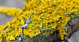 Visā pasaulē uz kokiem plaši izplatīts ir dzeltenais ķērpis (Xanthoria parietina).