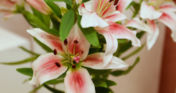 Porcelāna lilijas.