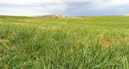 Zālāju sēklas.