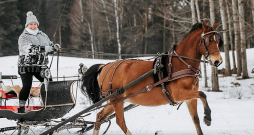 Sacensībās pajūgu braukšanā ar poniju Mimi.
