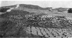 Kāpu nostiprināšana Pierīgā 20. gs. 30. gados.