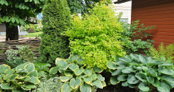 Dobē cita citu papildina hostas, rodžersija, dekoratīvā gārsa, rietumu tūja, jasmīns un paparde.