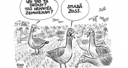 Zīmē Gatis Šļūka. Stulbā zoss!