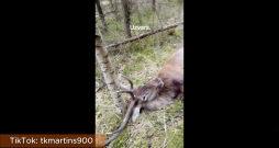 TikTok tīklā kontā tkmartins900 ikviens var aplūkot video fragmentu, kurā aiz kadra esošā balss priecājas par uzvaru – uz zemes atrastu briežu bulli bez dzīvības pazīmēm.