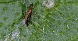 Mikroskopā - tripsis un tā kāpuri barojas ar auga lapām.