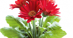 Gerbera.