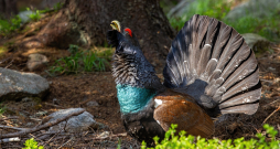 Mednis (Western capercaillie).