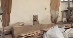 Tiktok video: apmaldījies lūsis.