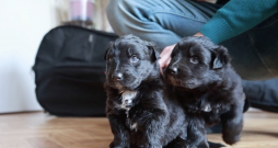 Madonas pusē vien trīs nedēļas vecos kucēnus kāds bija atstājis purvainā mežā nomirt.