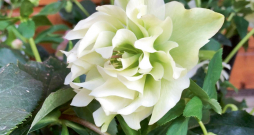 ‘Double Ellen White’