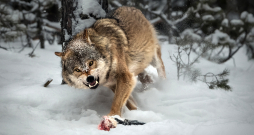 Vilks.