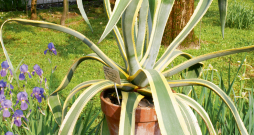 Agave.