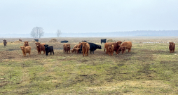"Laduži Agro" gaļas liellopu ganāmpulkā patlaban ir aptuveni 30 galvenokārt Hailandes šķirnes dzīvnieku. Tos laiž ganībās sliktākas kvalitātes pļavās, kas citiem mērķiem nav izmantojamas.