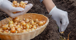 Labas ražas ieguvei sīpoli jāstāda agri pavasarī.
