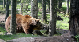 Brūnais lācis ir lielākais no Latvijas plēsējiem. Lāču mātītes svarā var sasniegt 150 kilogramus, bet lāču tēviņu svars var sasniegt 300 kg. Brūnā lāča dzīves ilgums var pārsniegt pat 30 gadu, un tam Latvijā nav dabisko ienaidnieku.