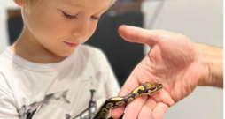Brāļa Marko iegādāto ģimenes mīluli Roju Dominikam patīk ņemt rokās, viņš pitoniņu labprāt arī pabaro.