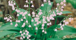 'Rosea' šķirne.