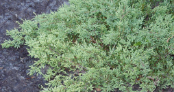 Kadiķis 'Repanda'.