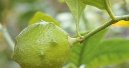Citronkociņš.