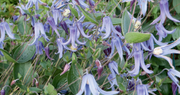 'Clematis integrifolia'/