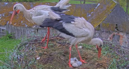 Balto stārķu pāris Mamma un Tio sveic pirmos cāļus.