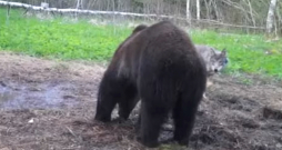 Vilks un lācis – draugi vai konkurenti?